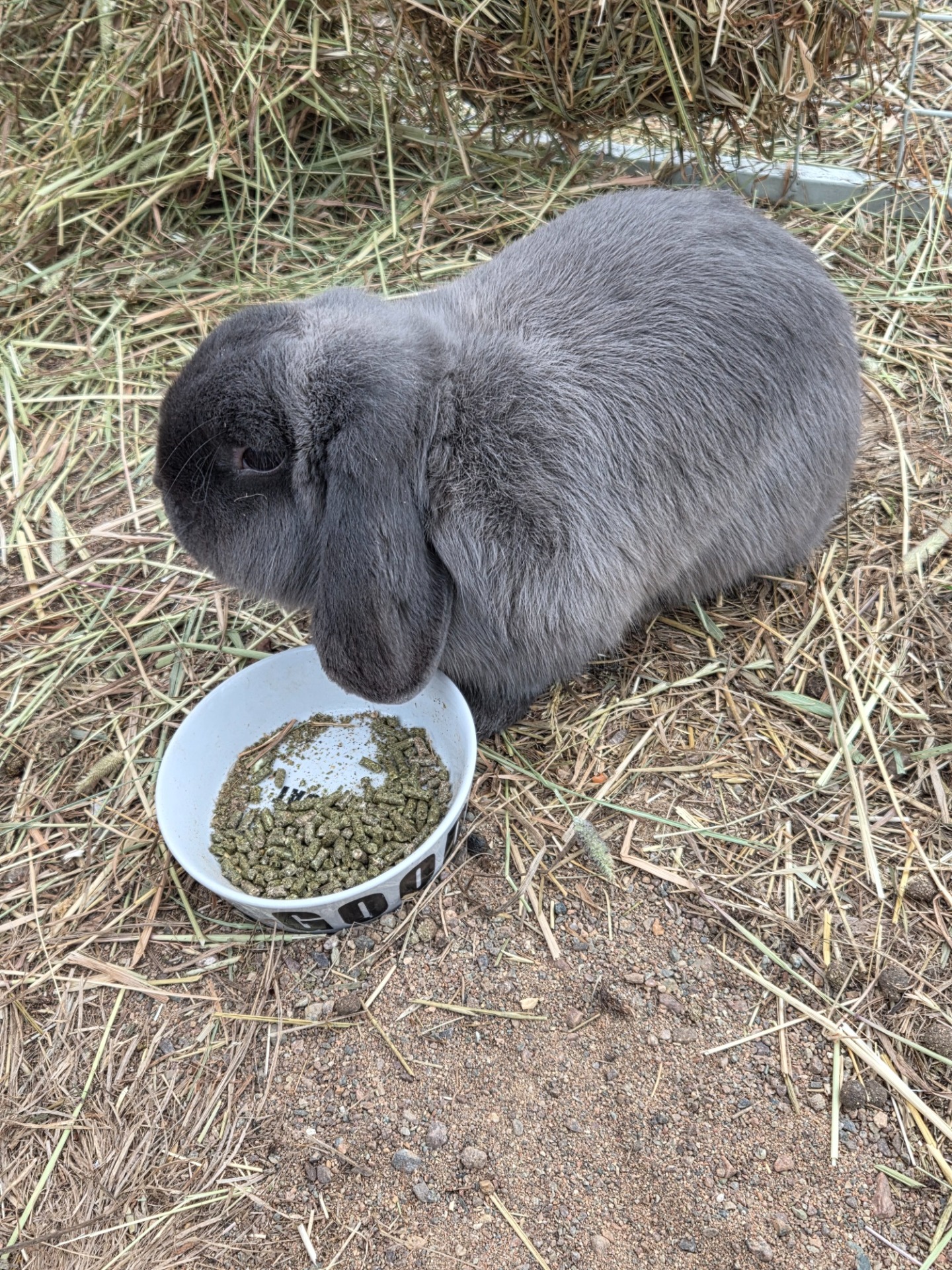 Idehultsgårdens Rasmus